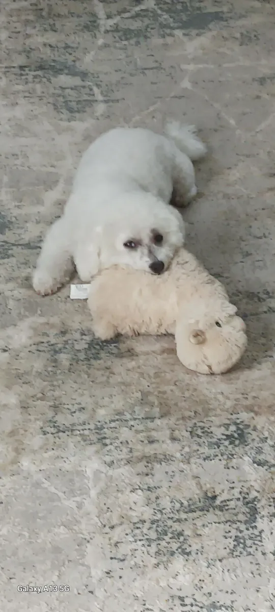 A small dog that constantly demands attention.