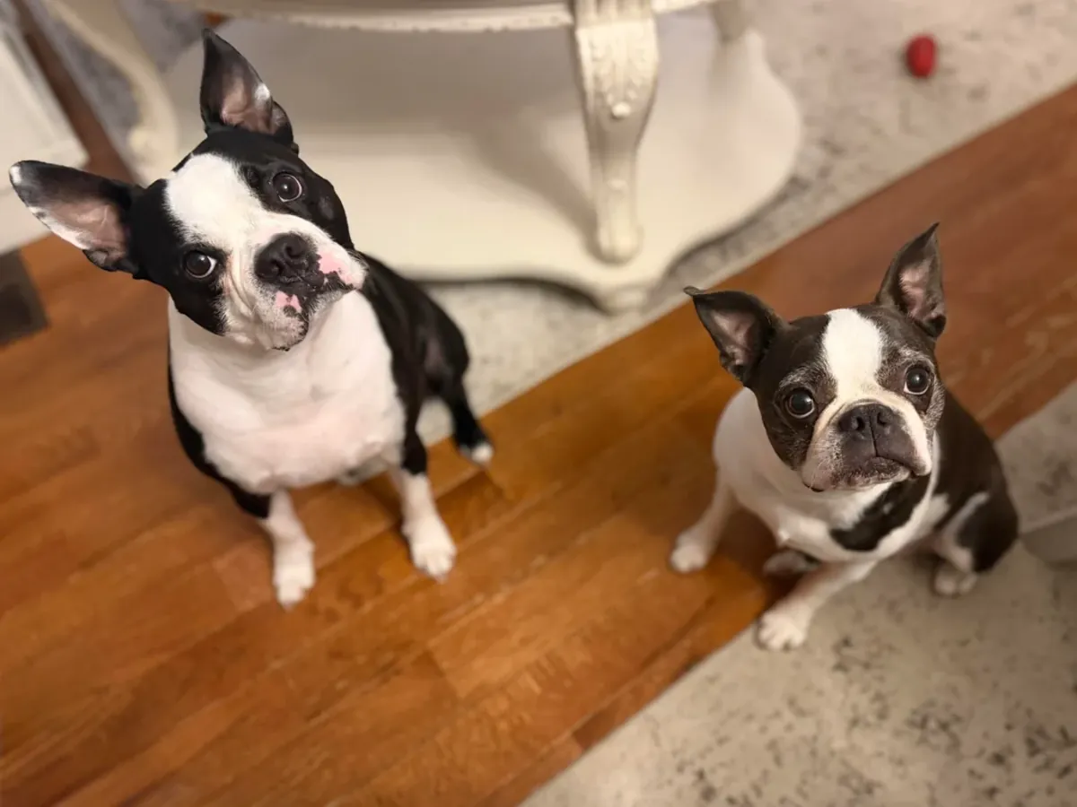 We couldn't keep up with the energy of the Boston Terrier.