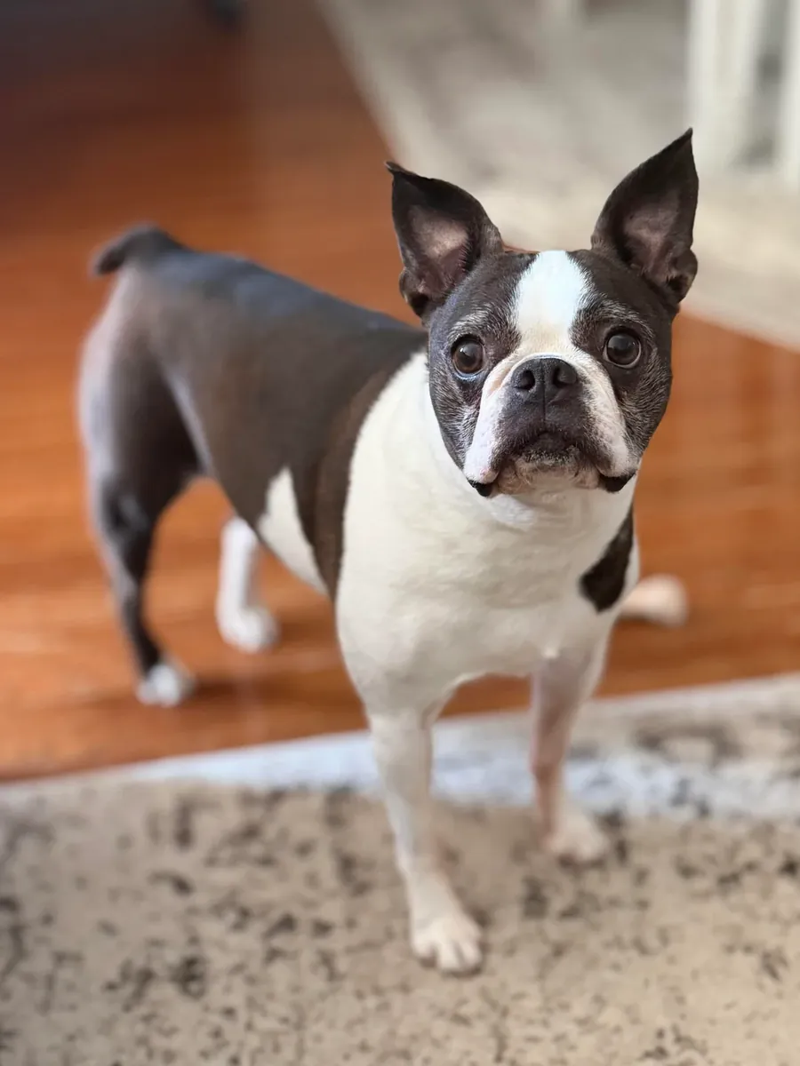 We couldn't keep up with the energy of the Boston Terrier.
