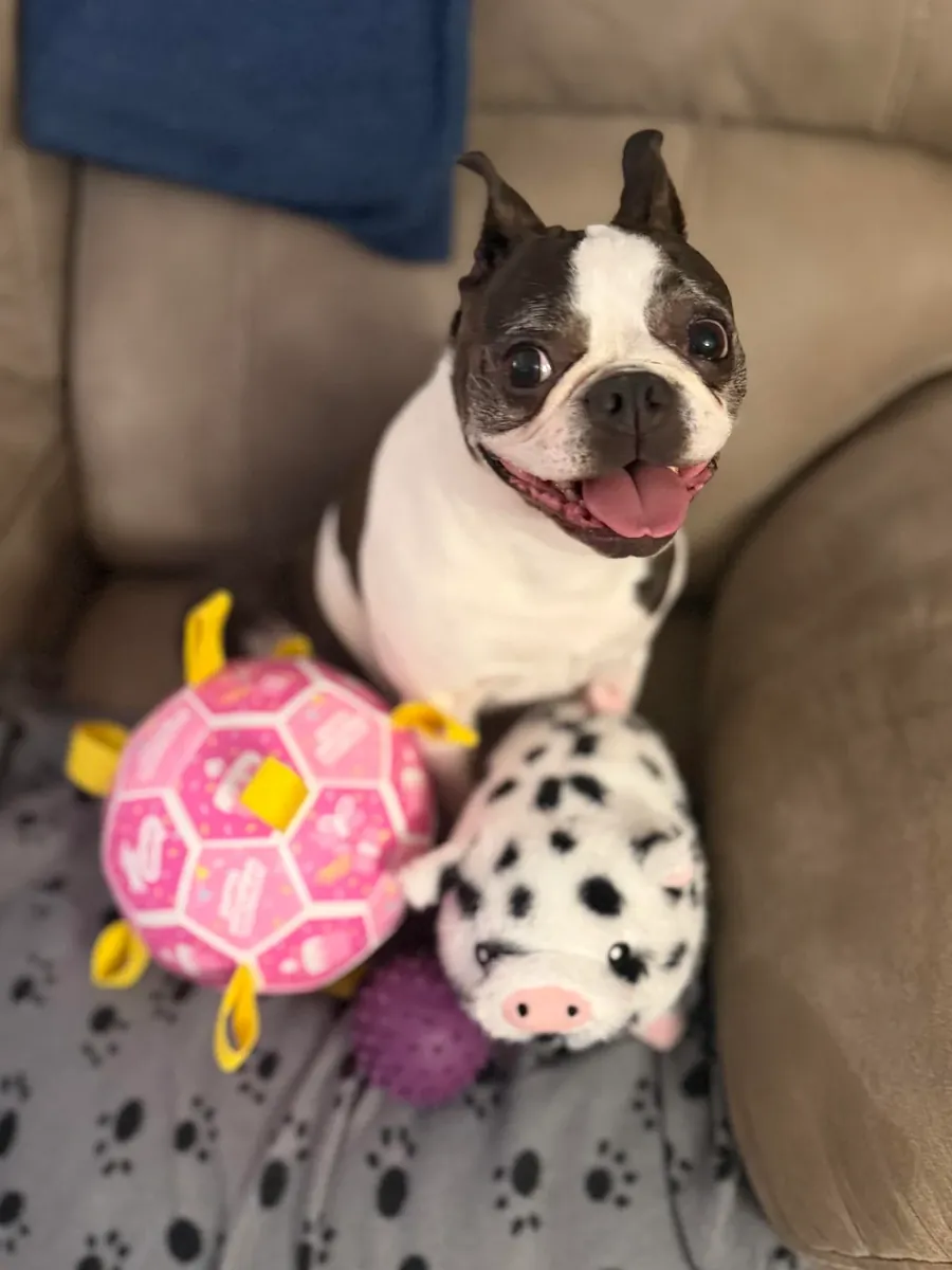 We couldn't keep up with the energy of the Boston Terrier.