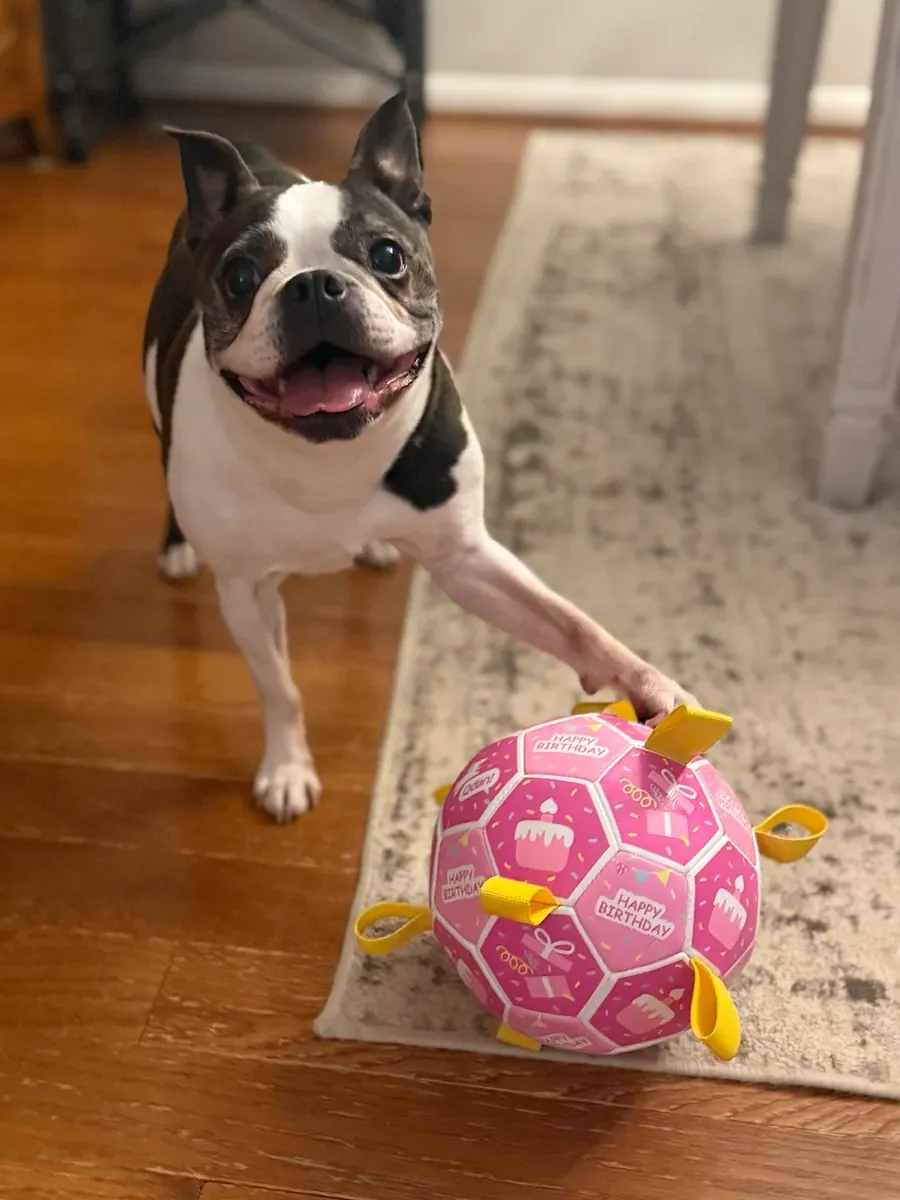 We couldn't keep up with the energy of the Boston Terrier.