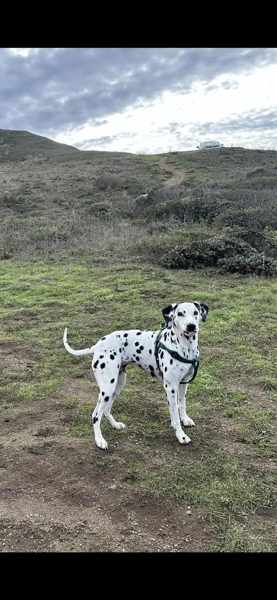 Он очень активный, ему становится скучно, когда ему больше нечем заняться.
