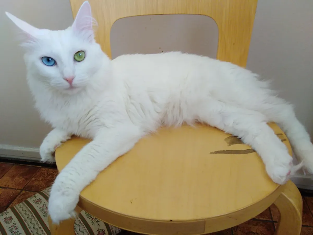 这只安卡拉猫被独自留在家中。