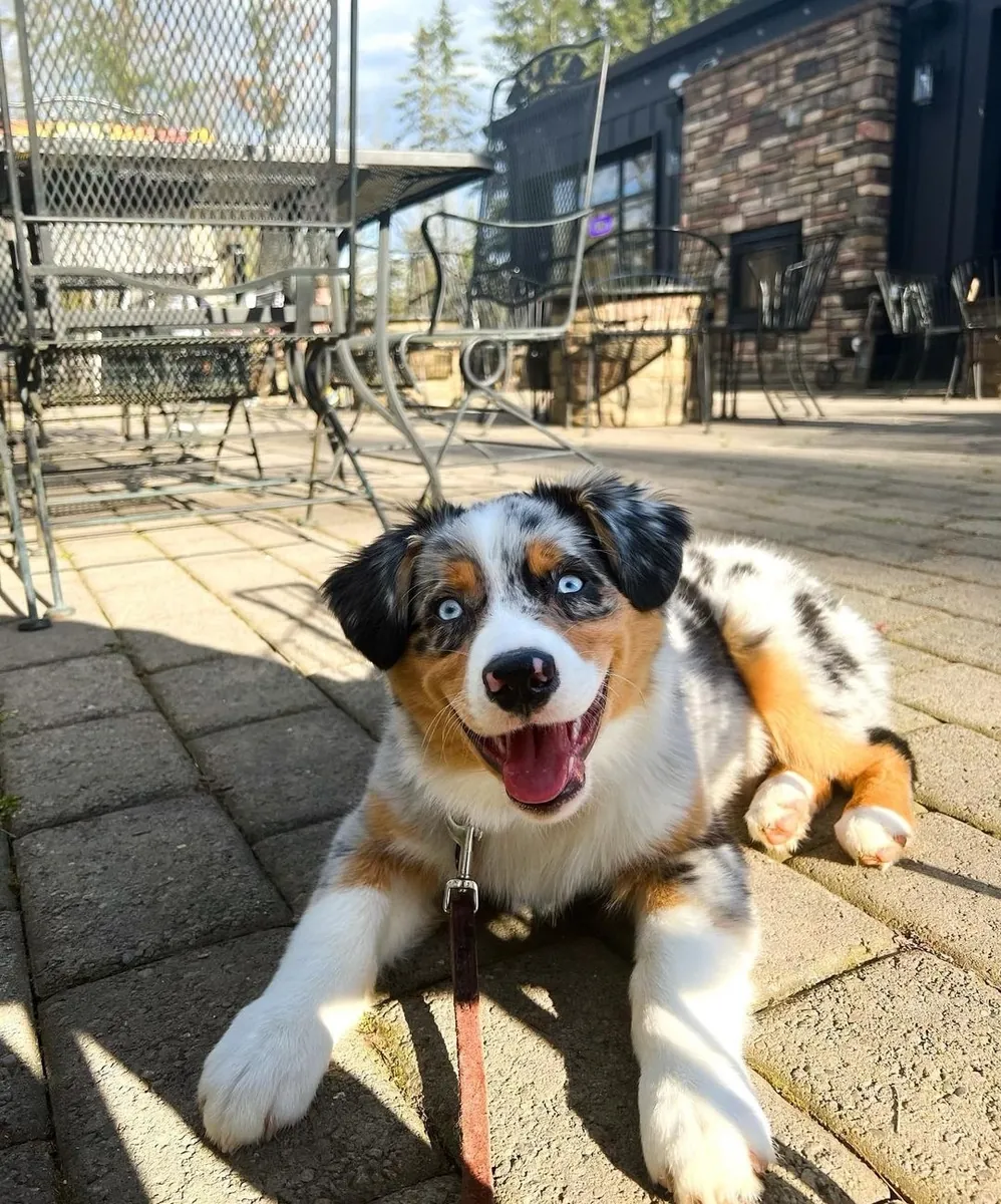 Australian Shepherd puppies