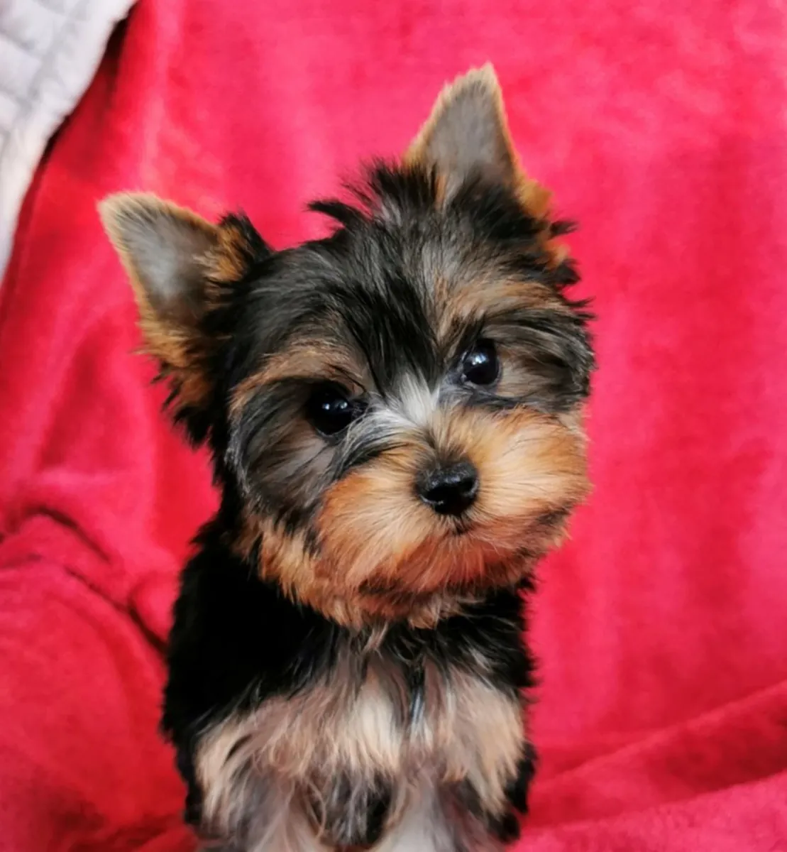 Yorkshire Terrier Puppies
