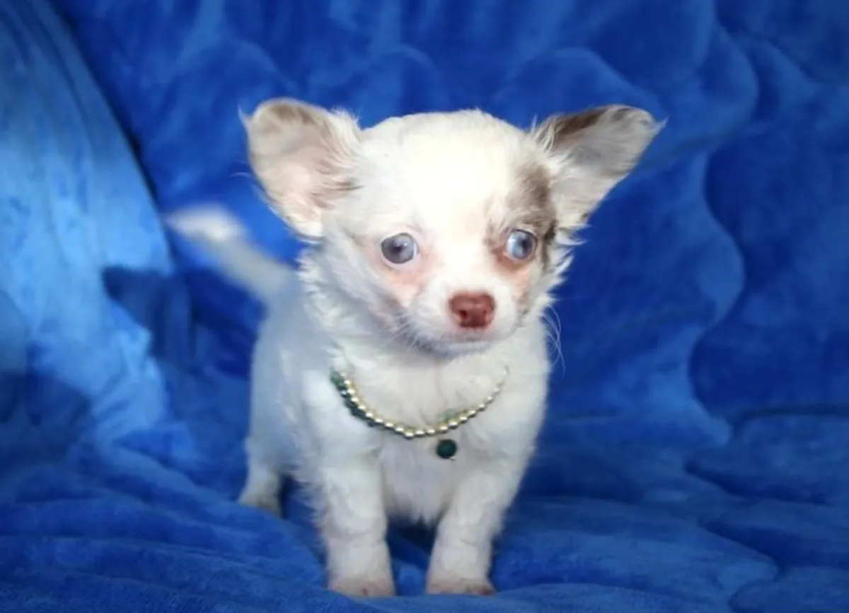 Chihuahua Puppies
