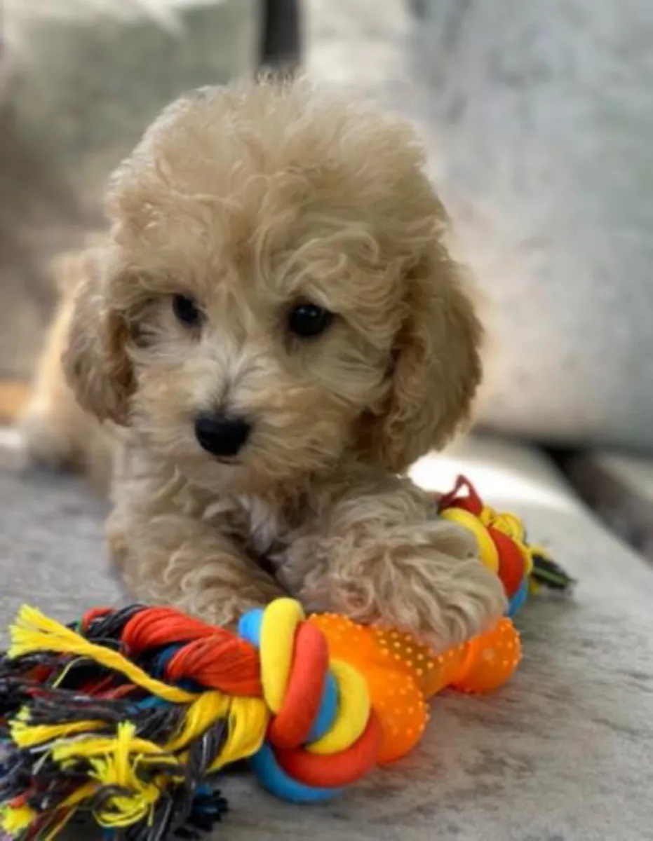 Poochon 