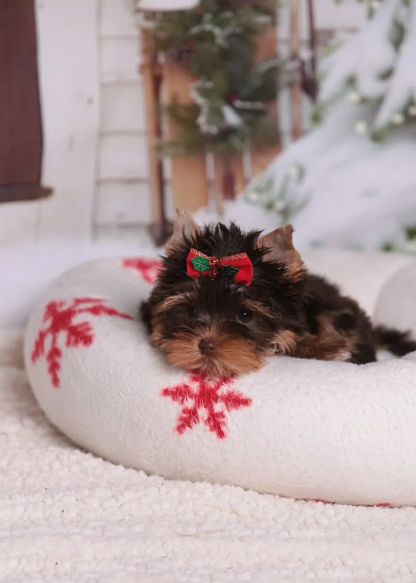 Yorkshire Terrier Puppies