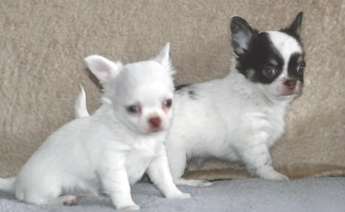 Chihuahua Puppies