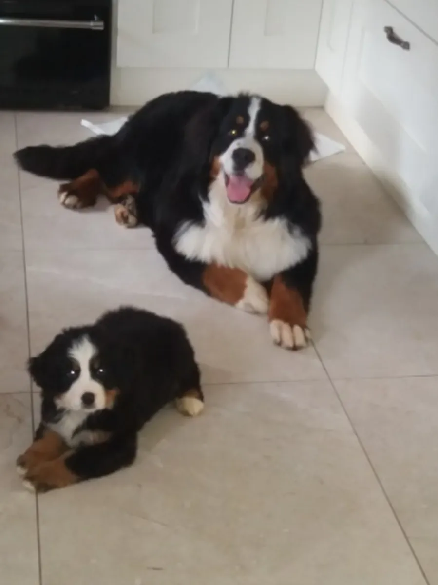 male and female Bernese Mountain pups