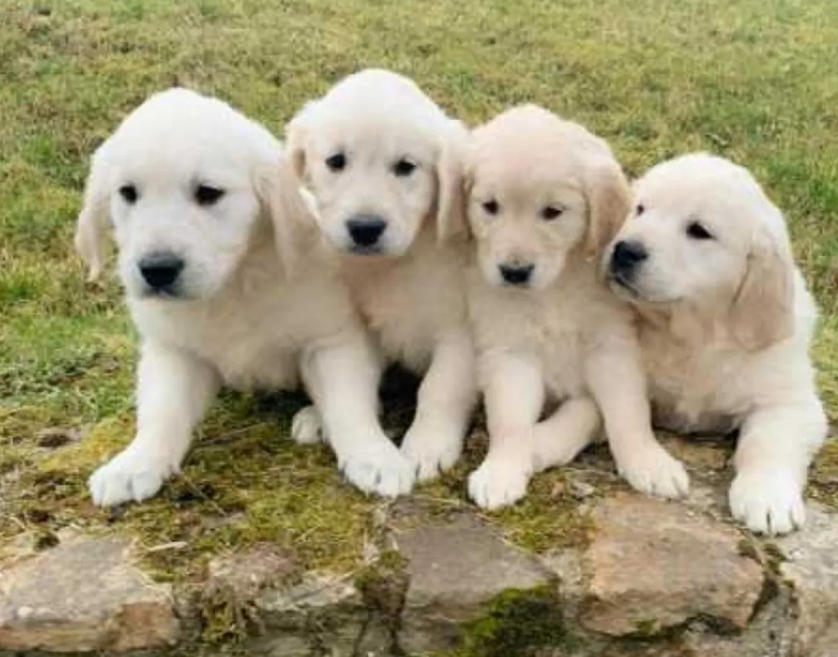 Adorable Golden Retriever Puppy For Adoption