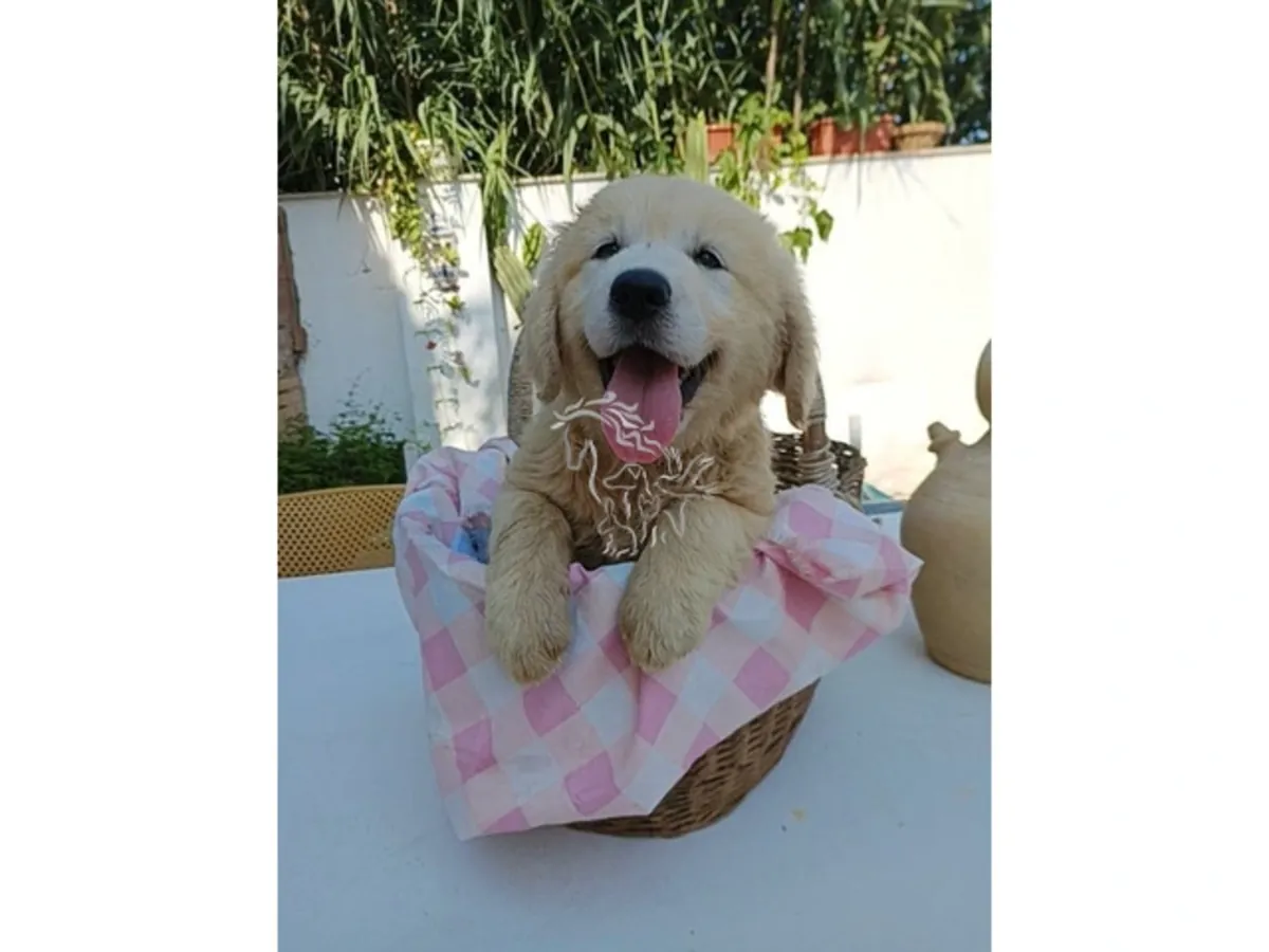 Golden retriever sunuyorum