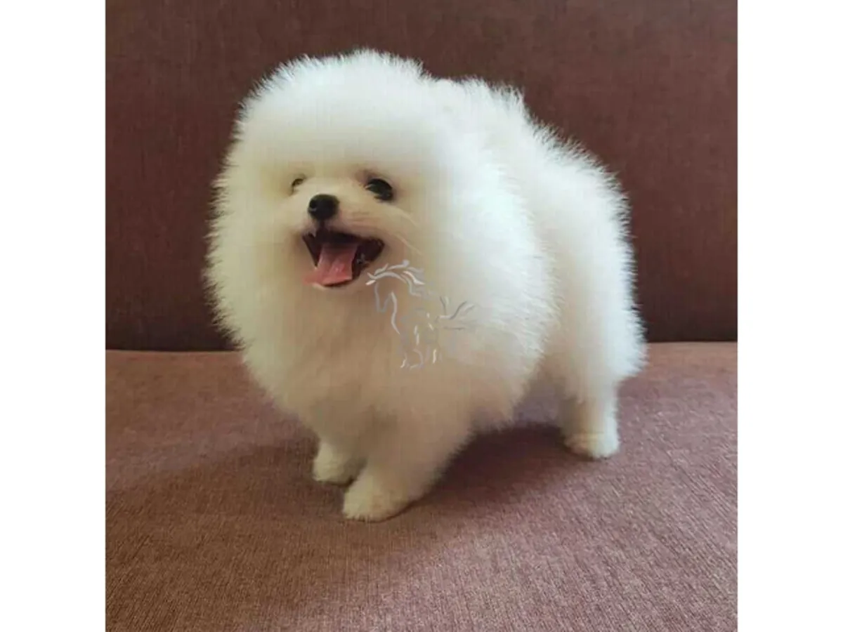 赠送可爱的博美犬幼崽