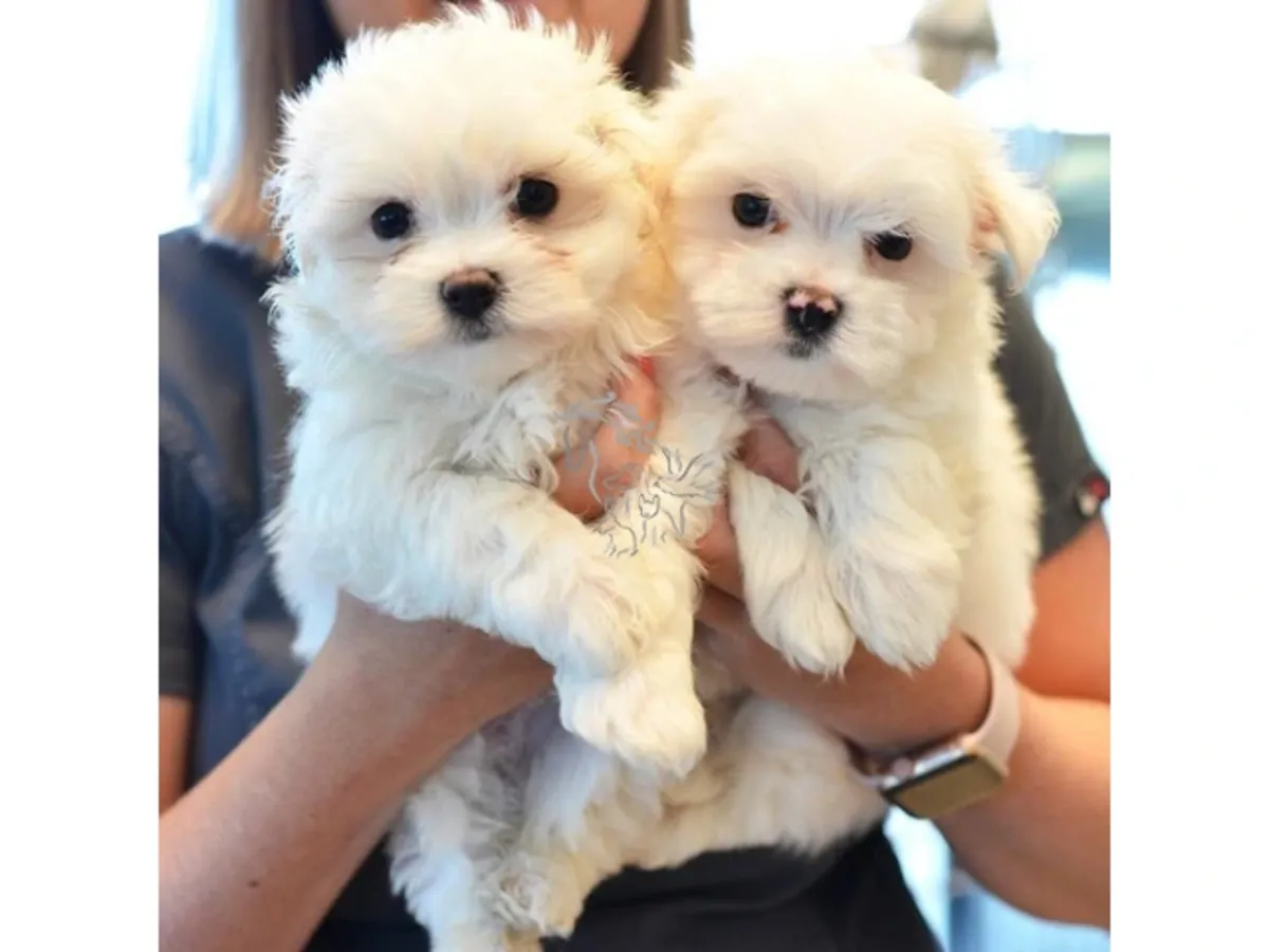 赠送马尔济斯犬幼犬