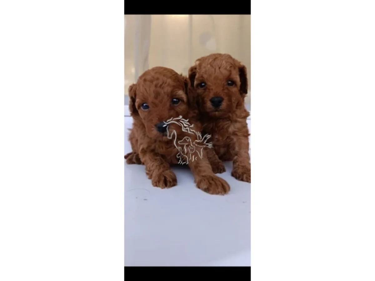 玩具贵宾犬幼犬