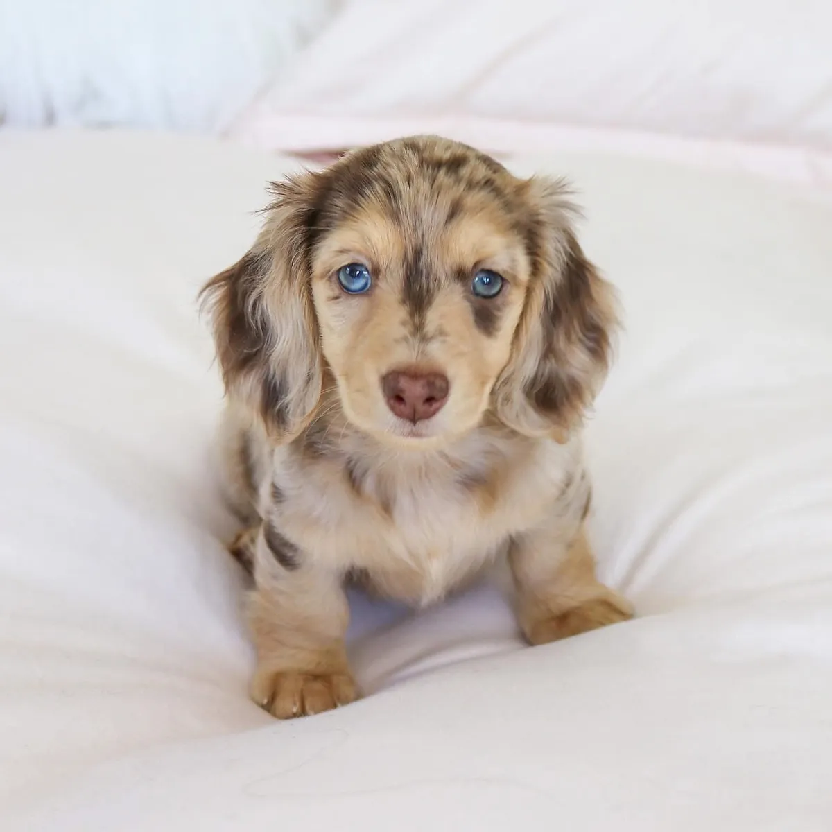 Sevimli dachshund yavrusu