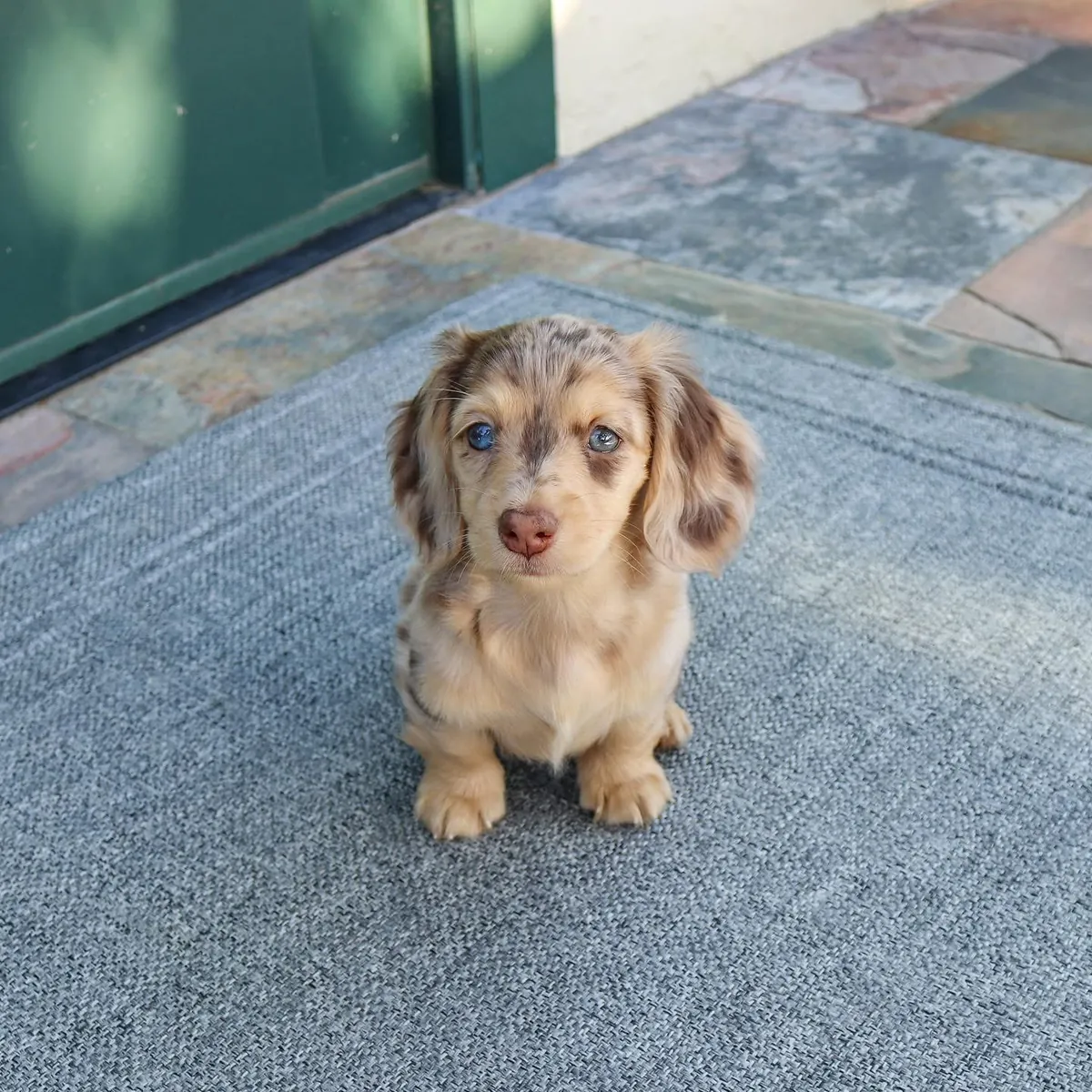 Sevimli dachshund yavrusu