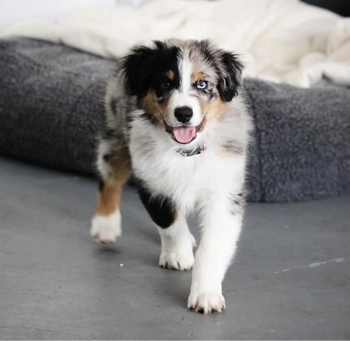 Şirin Avustralya çoban köpeği yavrusu