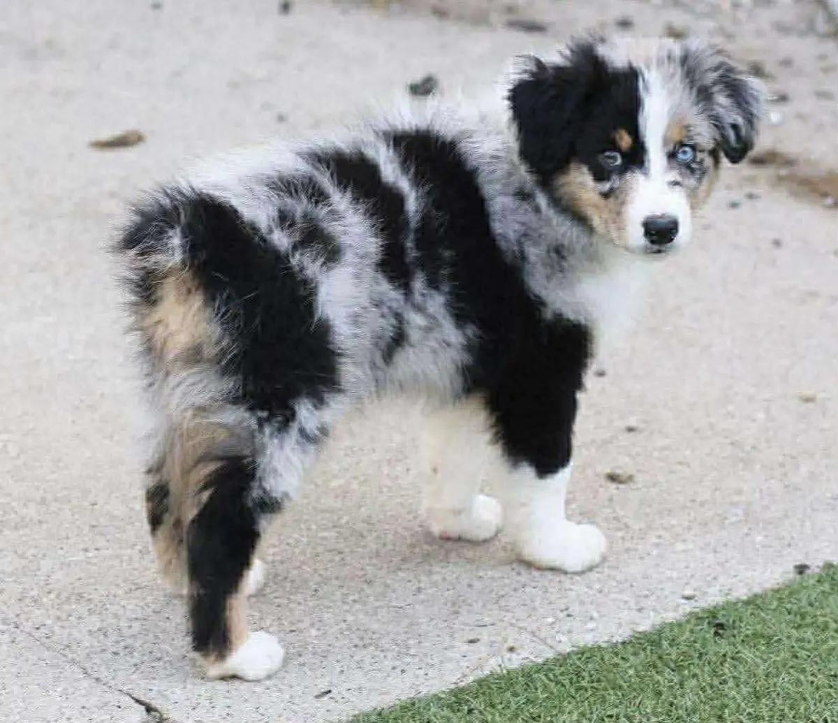 Şirin Avustralya çoban köpeği yavrusu