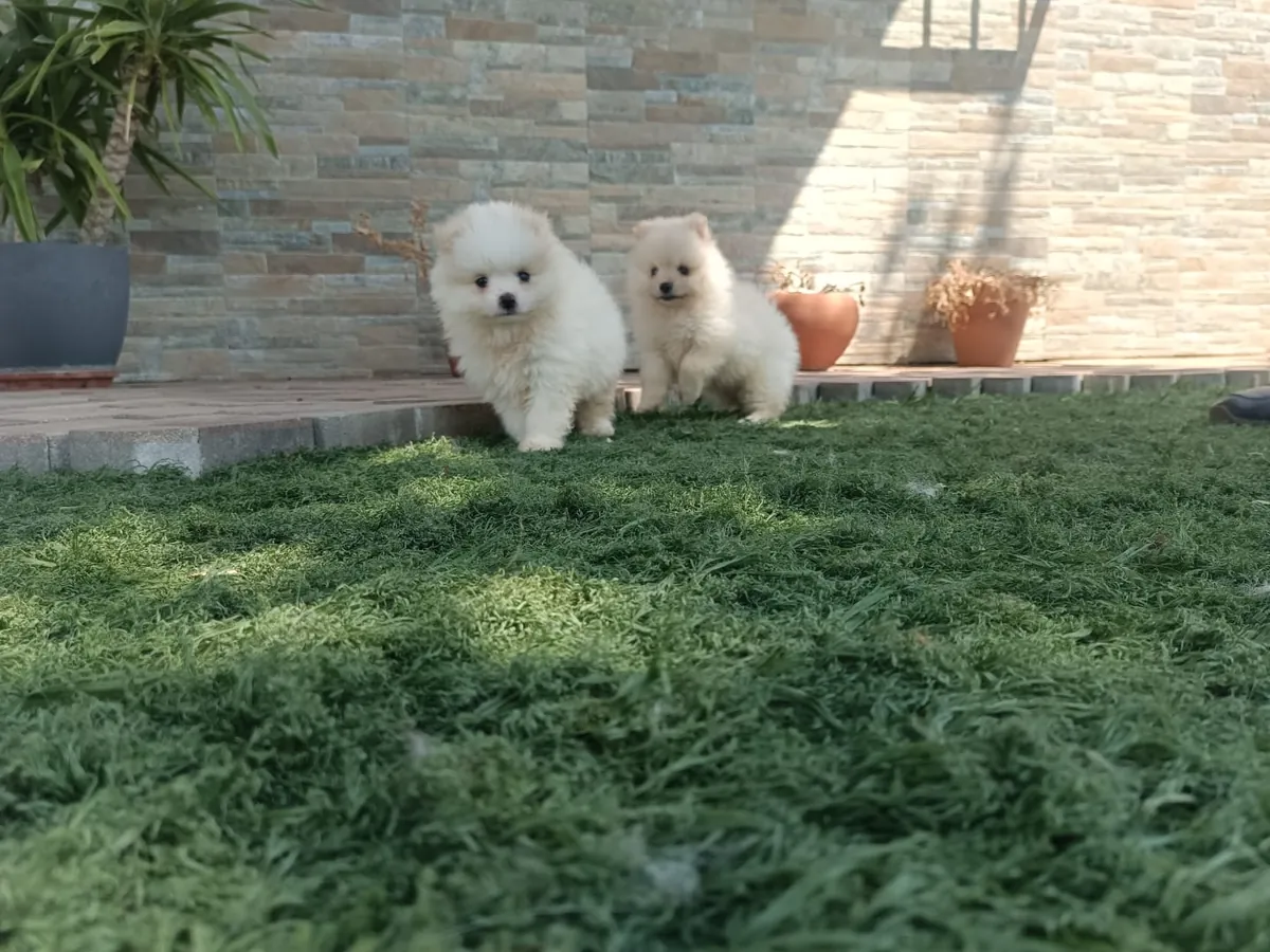 Cachorros de Pomerania Toy