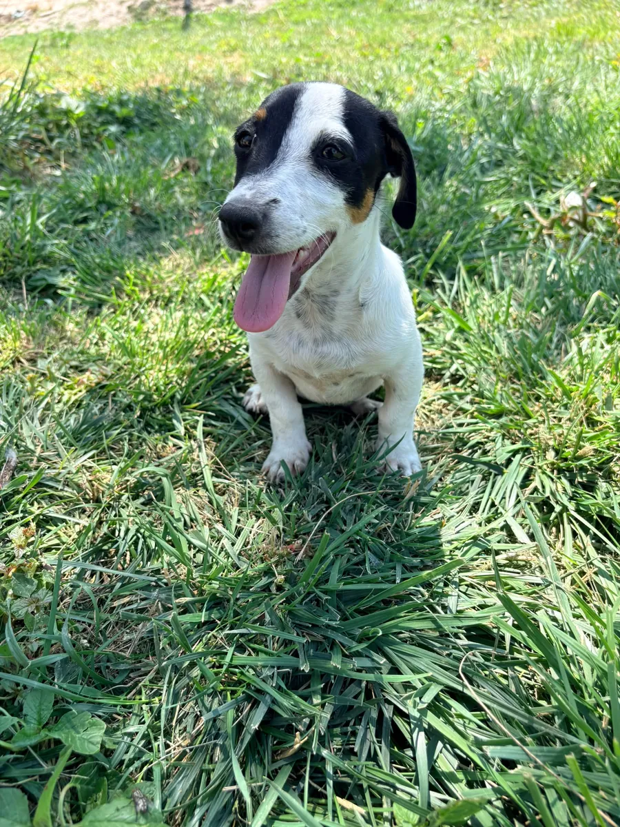 Jack Russell Terrier