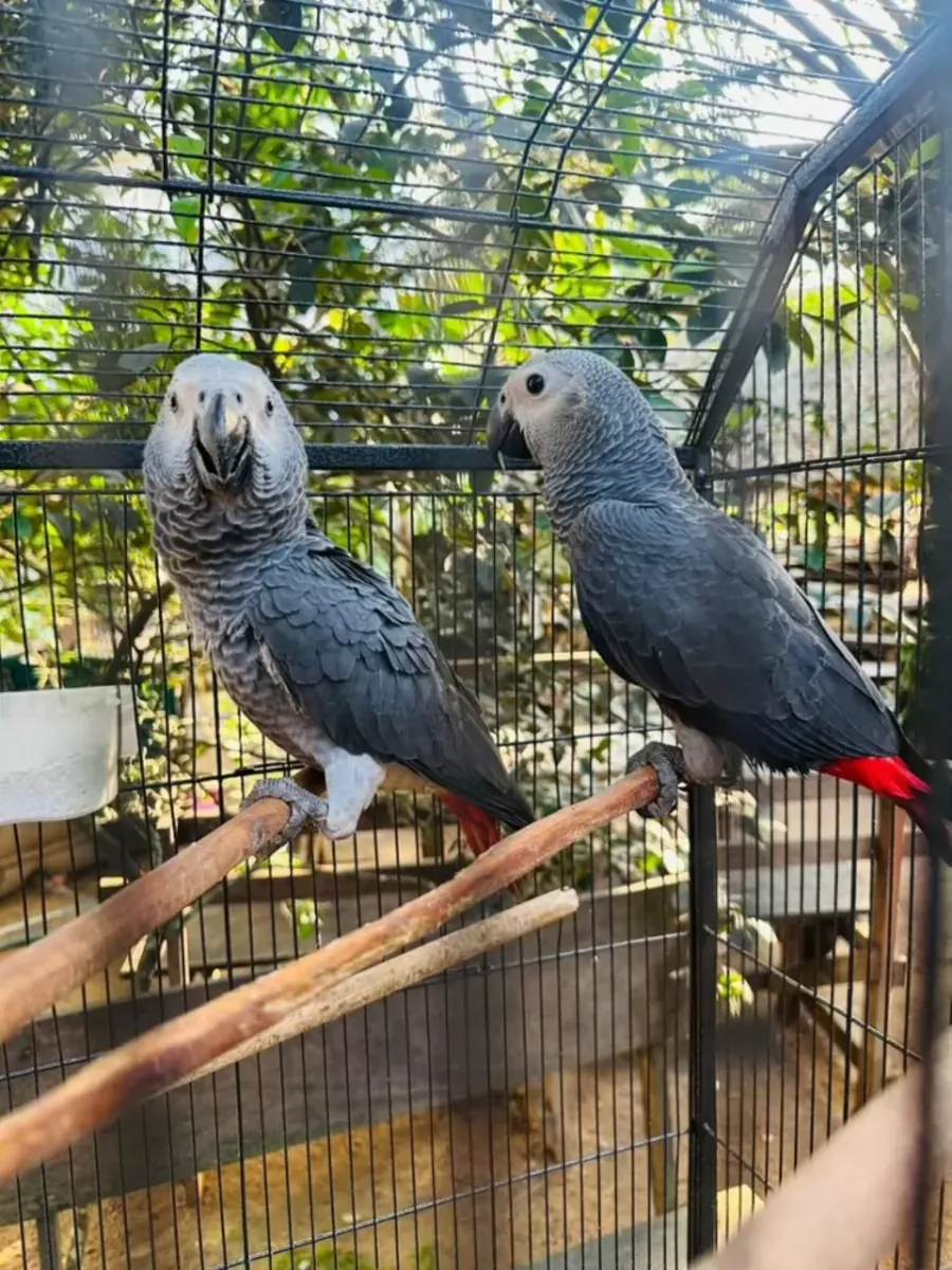 Adopta loros yacos (gris africano) hembra.