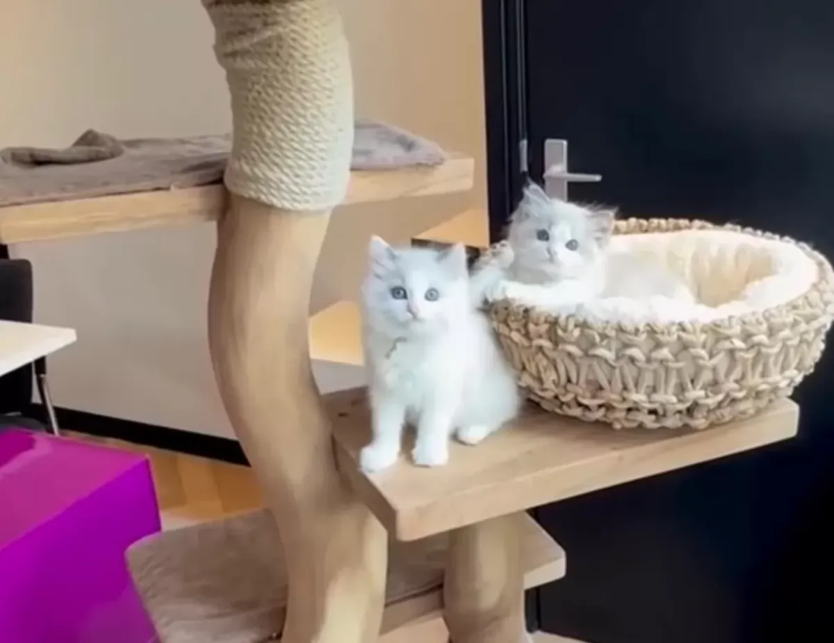 Gatitos Ragdoll en adopción