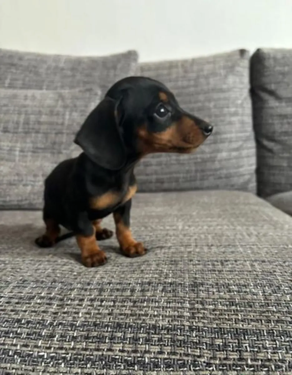 Dachshund Yavruları