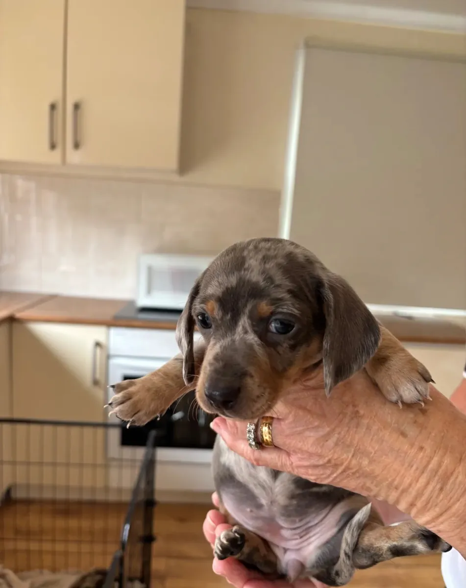 Dachshund Yavruları