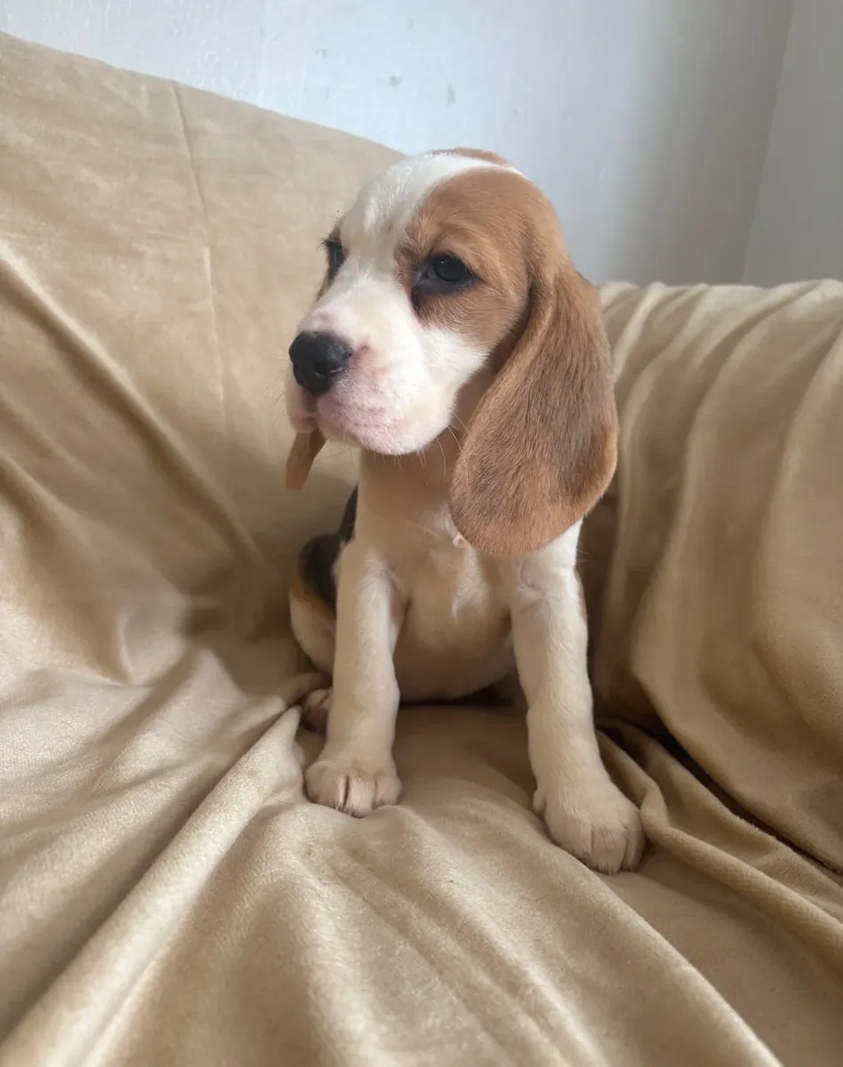 Chiots Beagle