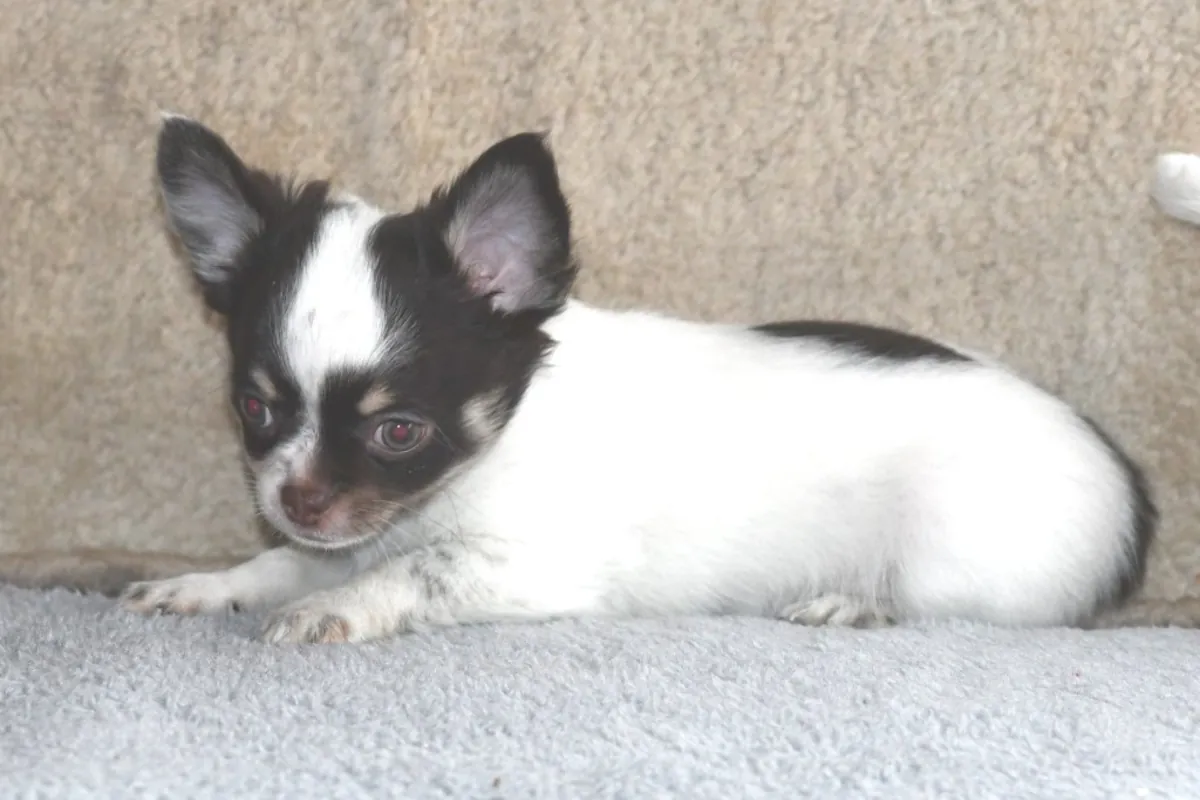 Chihuahua Puppies