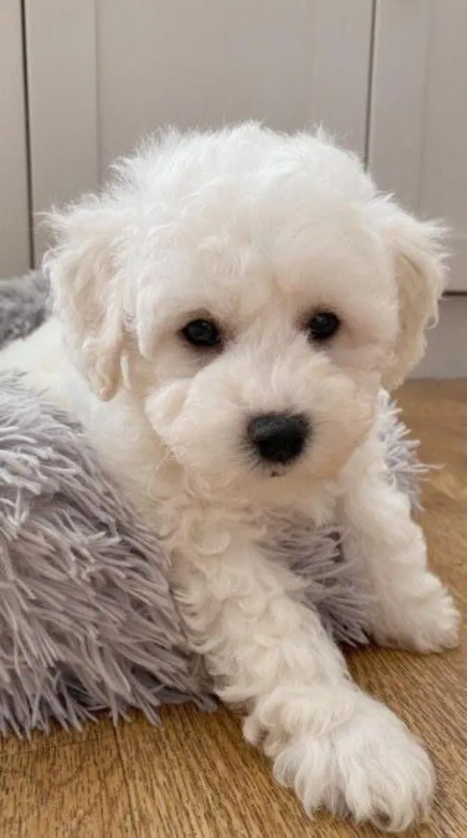 Bichon Frise