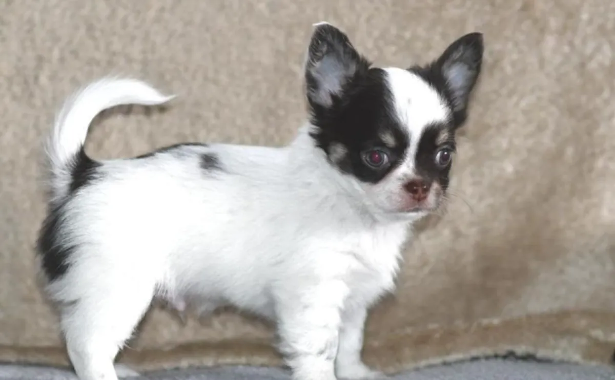Chihuahua Puppies