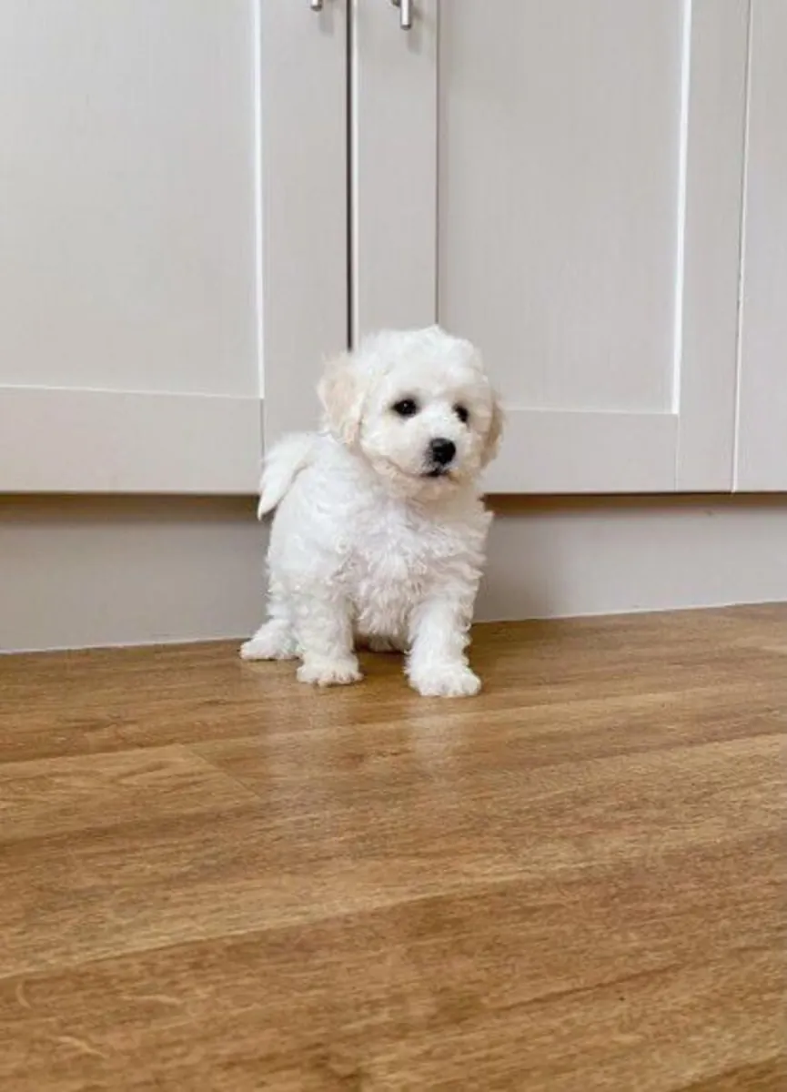 Bichon Frise