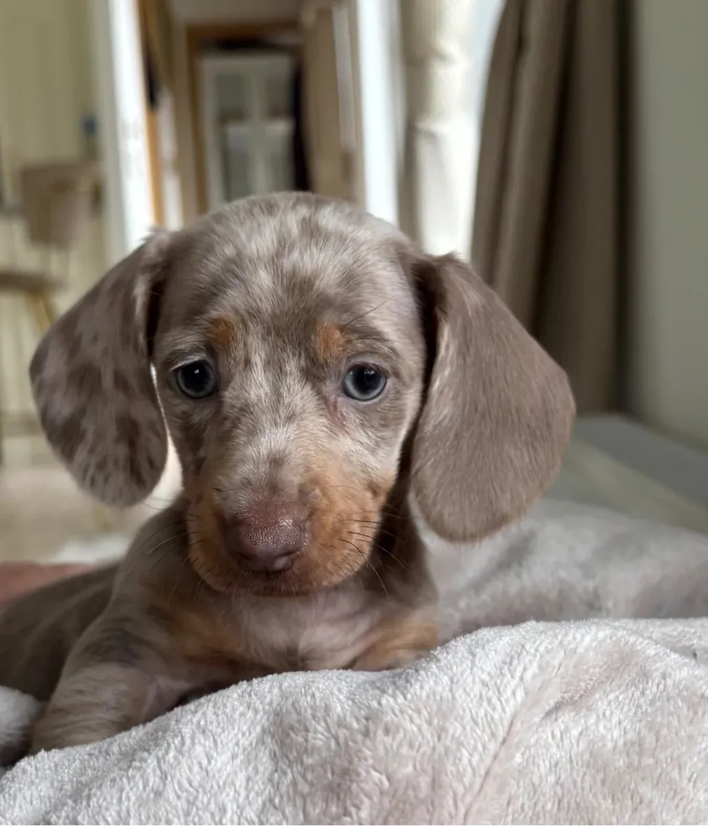 Dachshund Yavruları