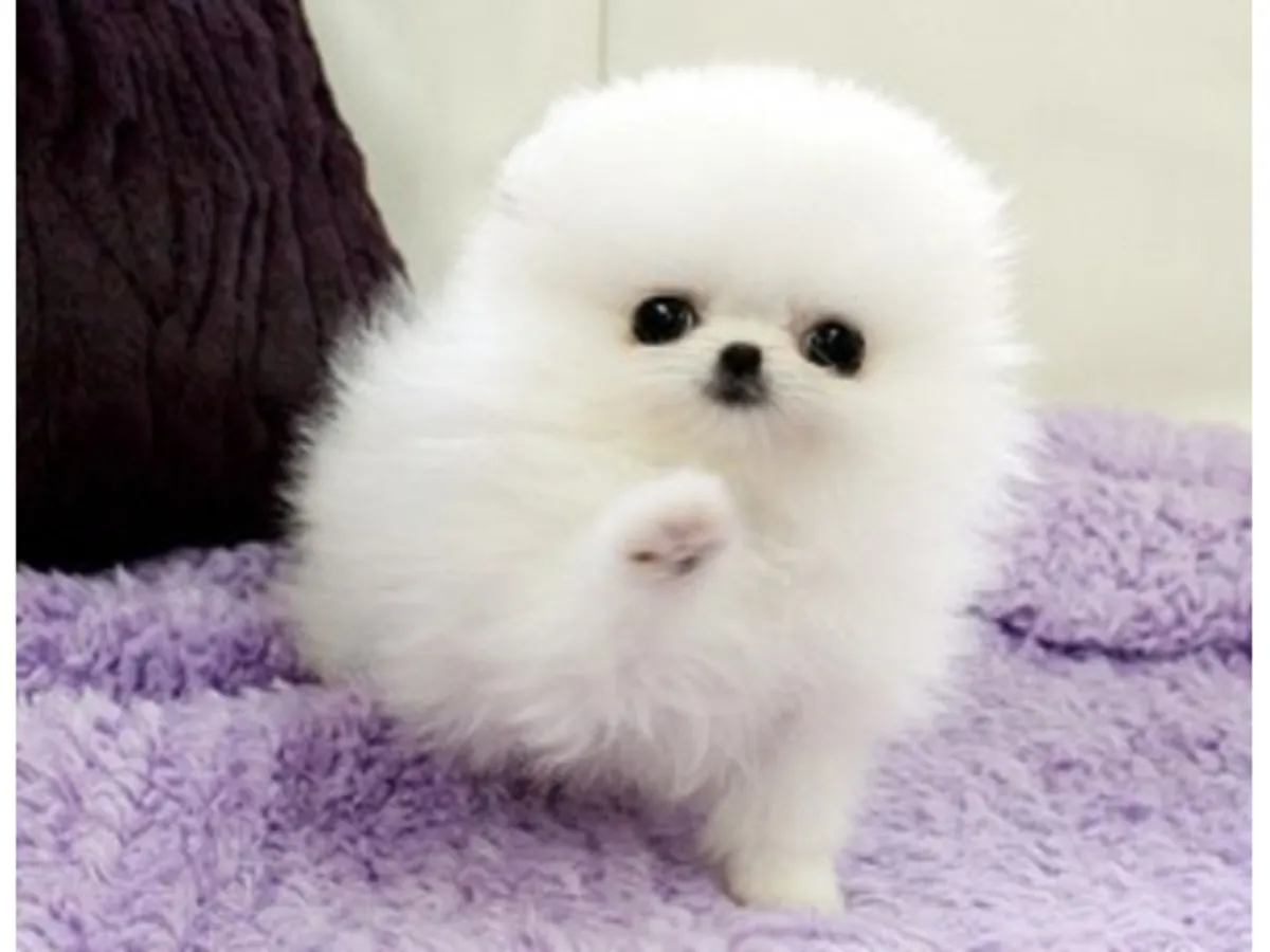 澳大利亚牧羊犬小狗