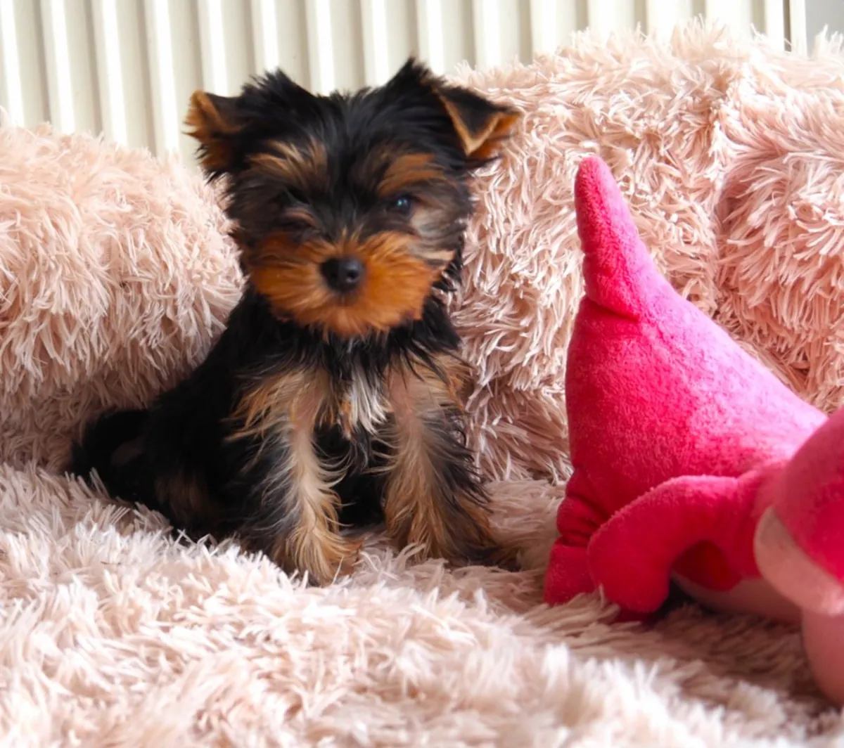 Yorkshire Terrier Yavruları