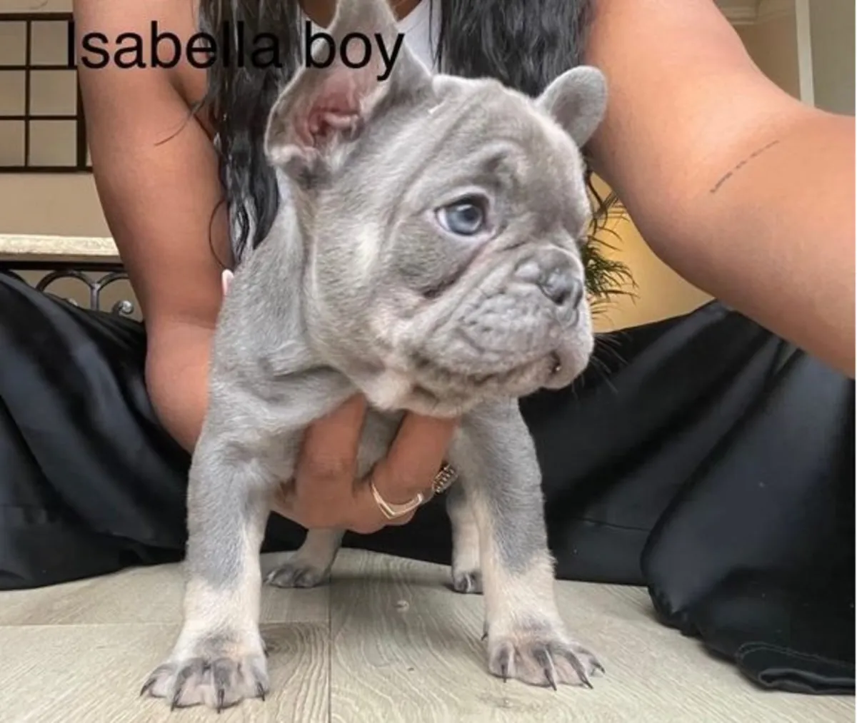 Fransız Bulldog Yavruları