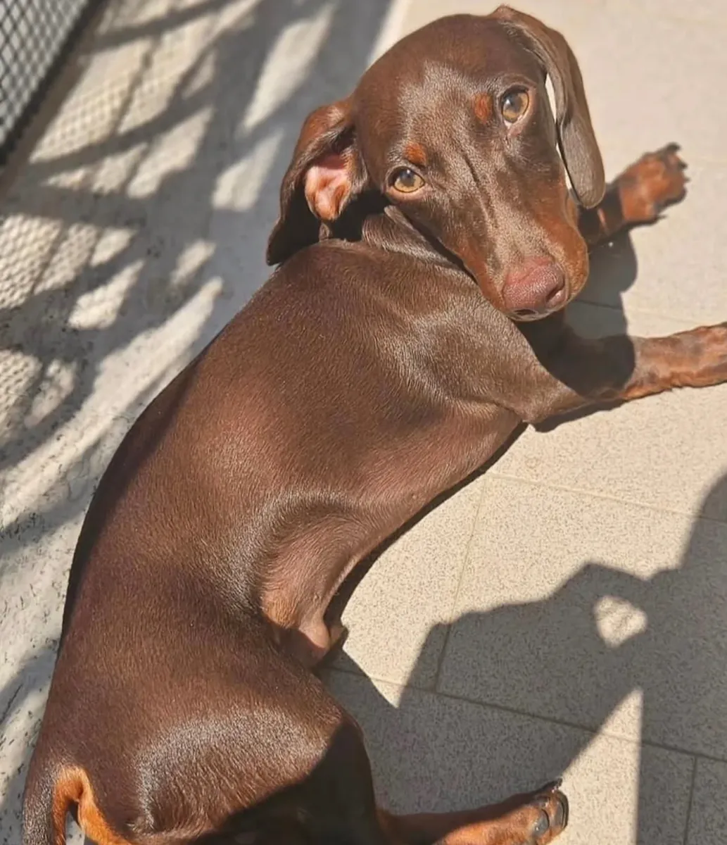 Dachshund Yavruları