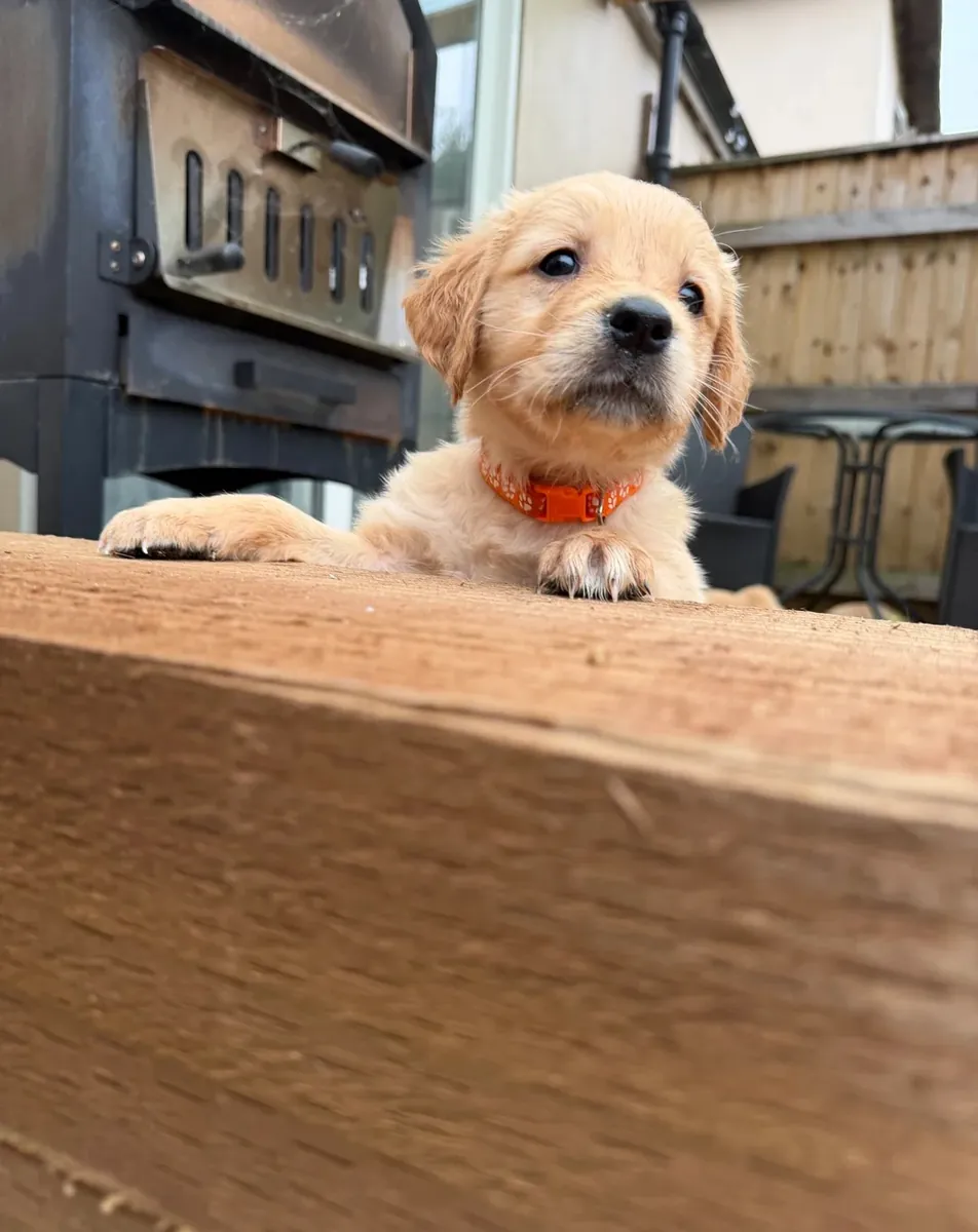 Golden Retriever yavruları