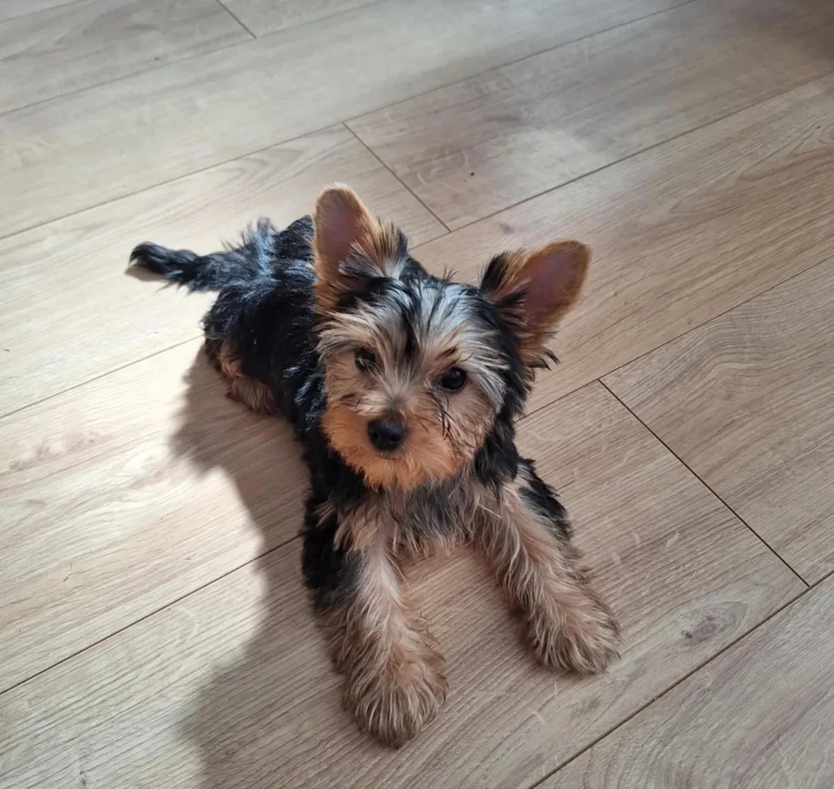 Cachorros Yorkshire Terrier