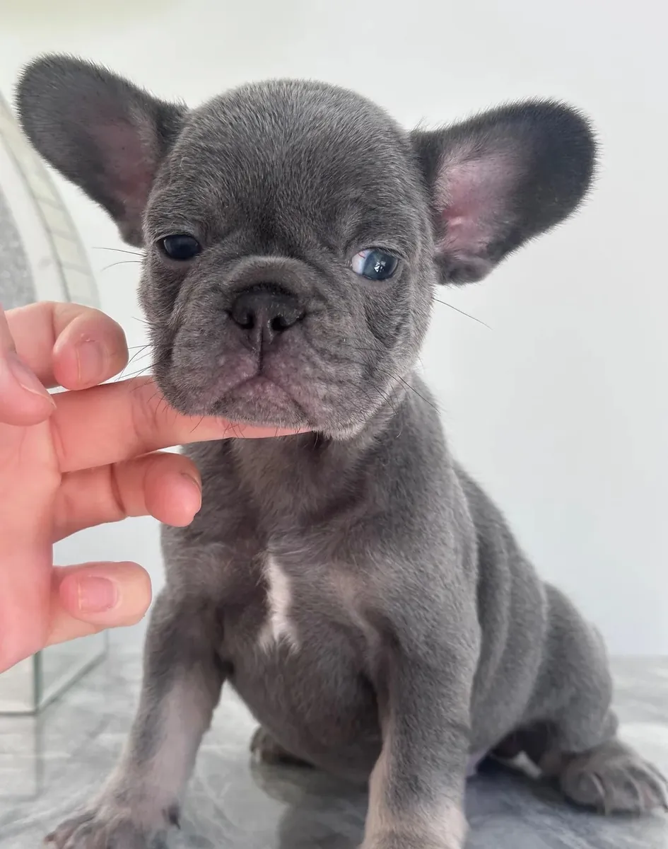 Cachorros de Bulldog Francés