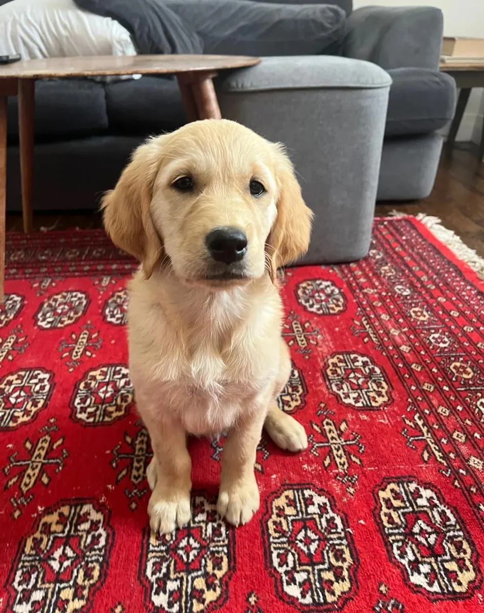 Golden Retriever yavruları
