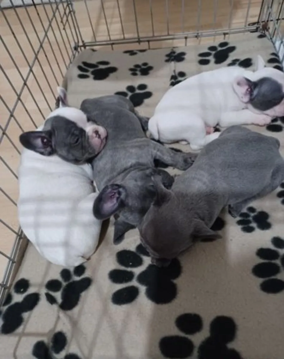 Cachorros de Bulldog Francés