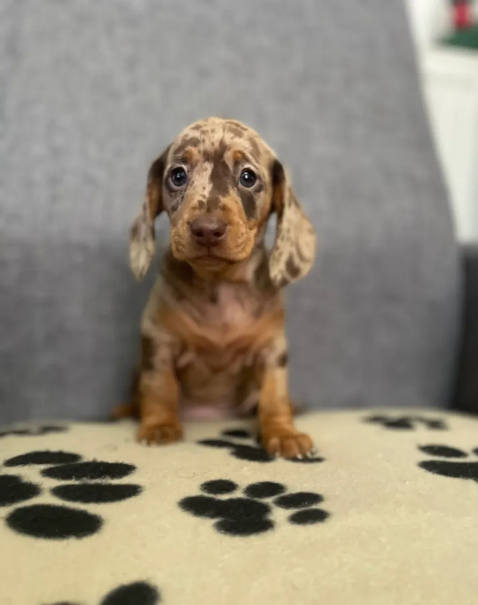 Cachorros de Dachshund