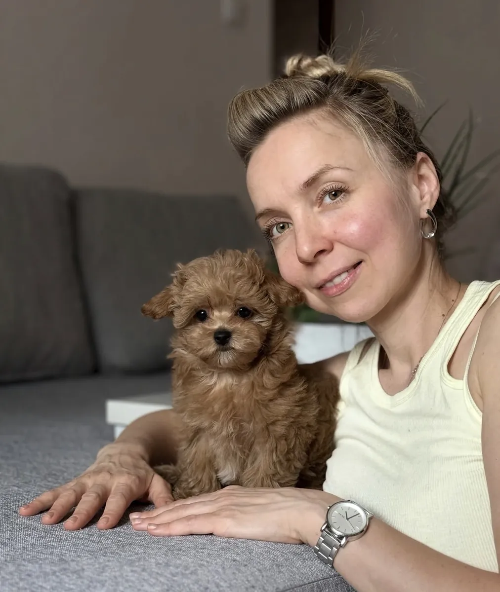 Küçük Maltipoo yavruları sahiplenmek için.