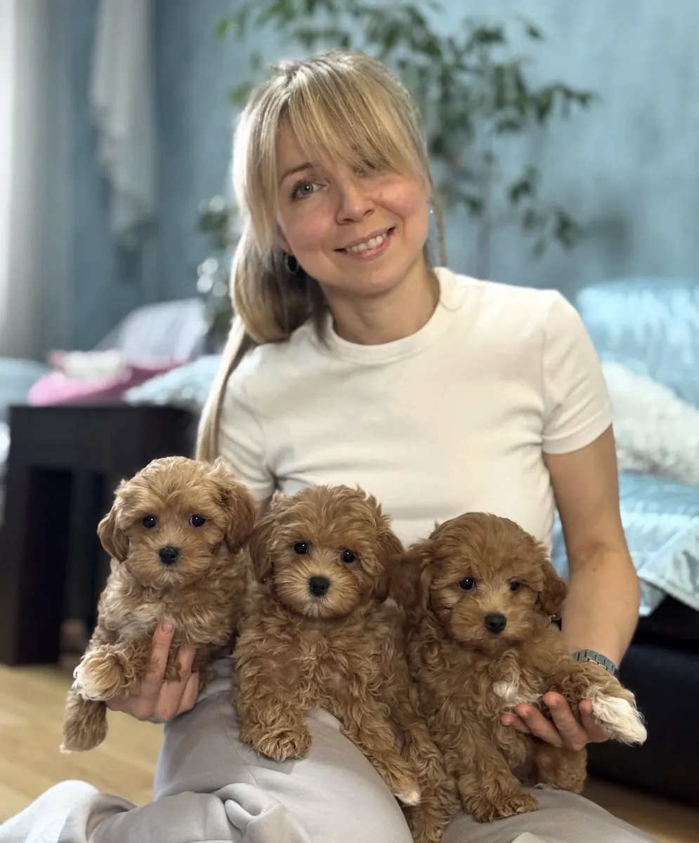 Cachorros Toy Maltipoo en adopción