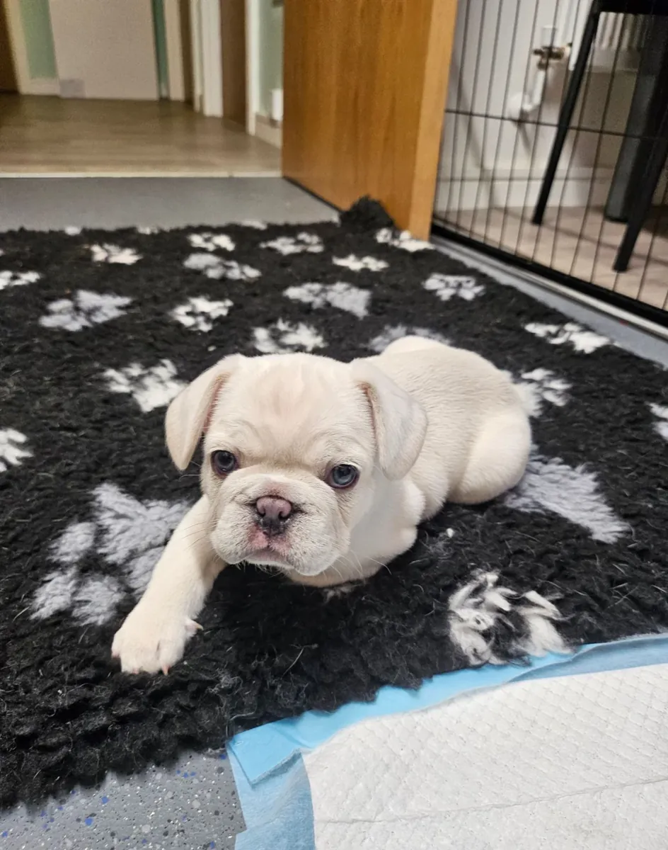 Fransız Bulldog Yavrusu