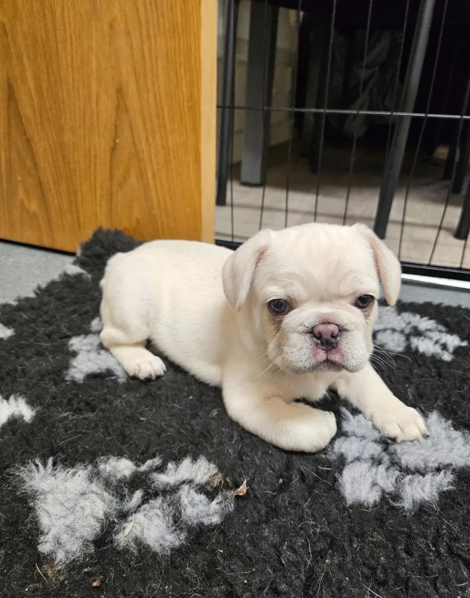 Fransız Bulldog Yavrusu