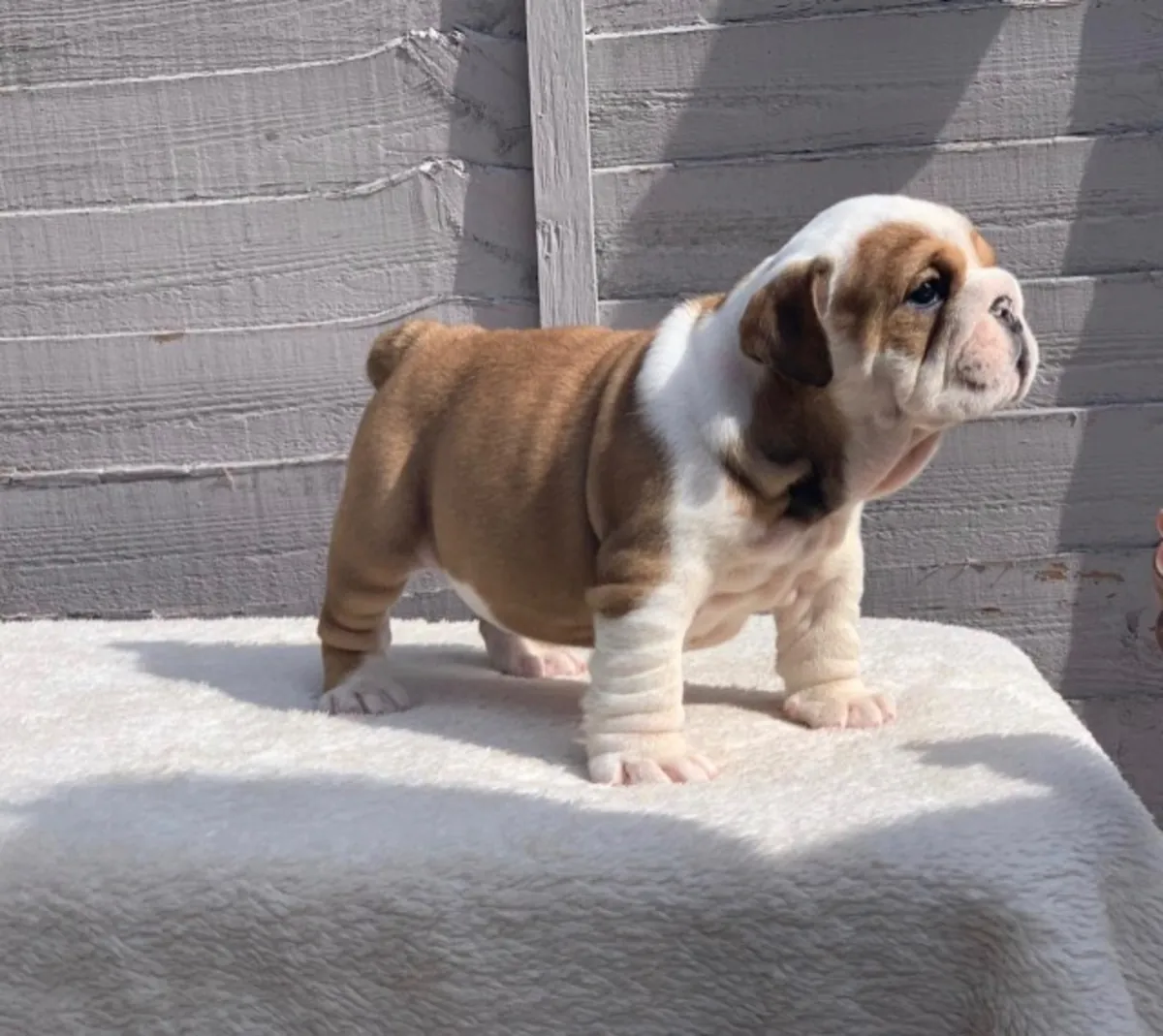 stunning litter Huu clear quality bulldog puppies